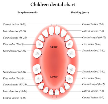 Twinkle Dentist - Tooth Eruption Chart